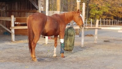 Horse Racing Injured Horse