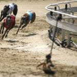 Greyhounds sprinting