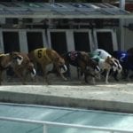 Greyhound trap racing