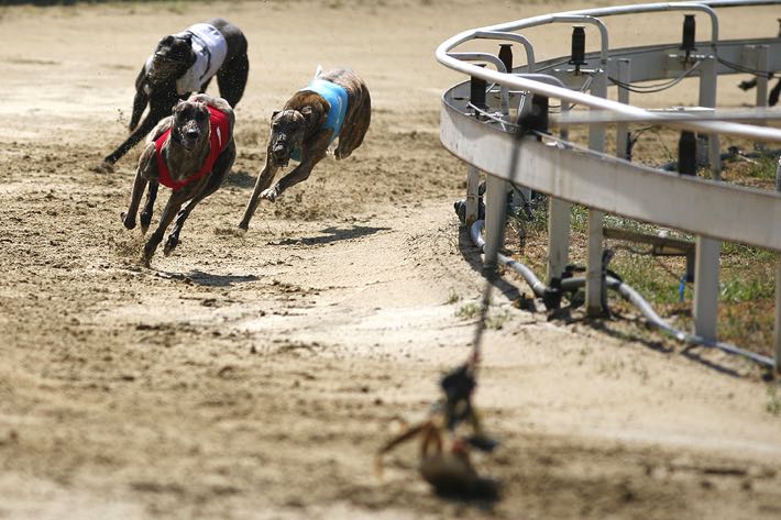 Greyhounds running round the track