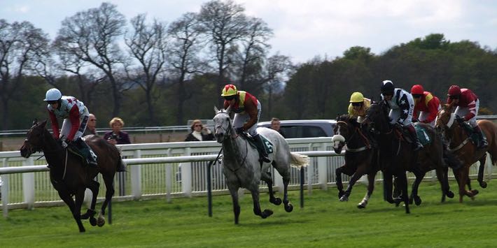 Grey horse in a race