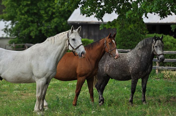 White, brown & grey horse