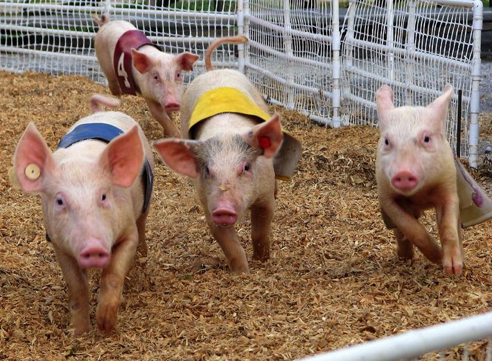 Hog / pig racing
