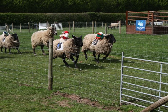 Sheep racing