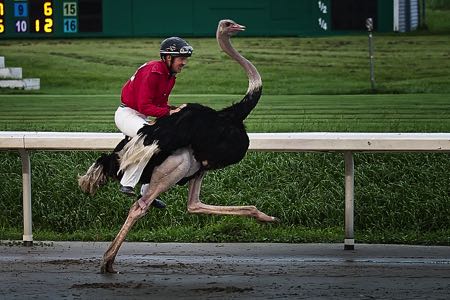 Ostrich racing