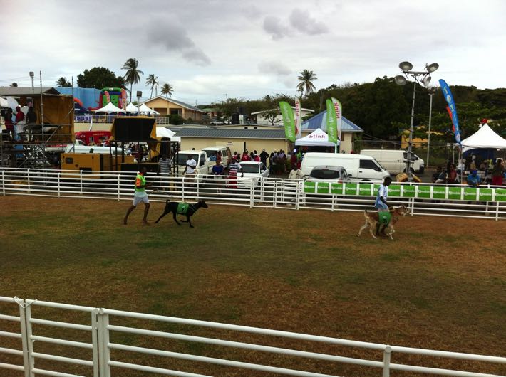 Tobago Goat Race 
