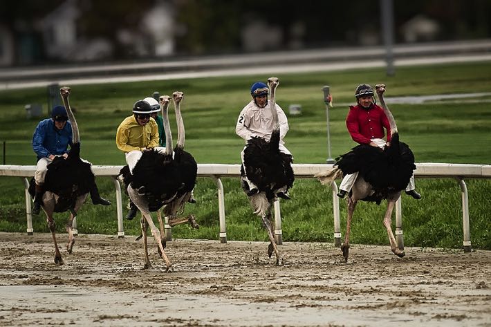 Ostrich racing at Fair Grounds Race Course & Slots Exotic Races