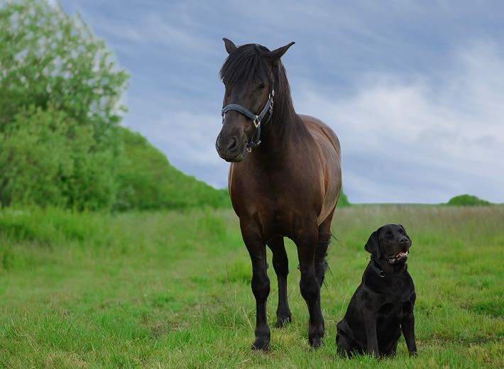 Horse & dog in field